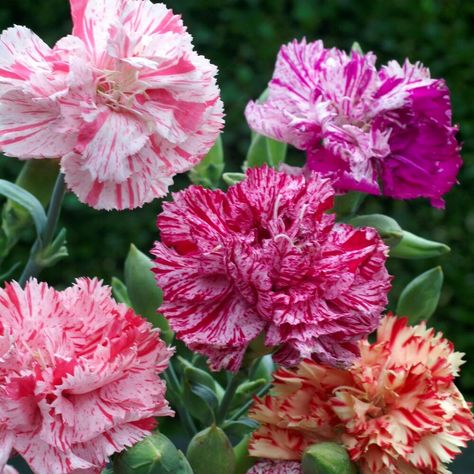 Carnation Seed - Dianthus Caryophyllus Chabaud Picotee Flower Seeds Mix Dianthus Perennial, Dianthus Caryophyllus, Sun Garden, Flower Stock, Carnation Flower, Growing Seeds, Heirloom Seeds, Flowers Perennials, Single Flower