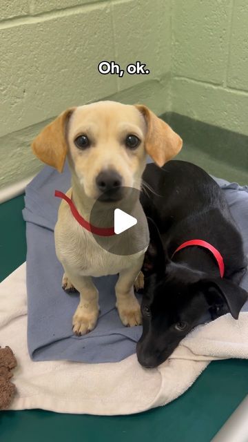 Peggy Adams | Dog + Cat Rescue on Instagram: "Pure love, not purebred 💕🐶

We love our mutts! These puppies are all available for adoption at Peggy Adams Animal Rescue League in #WestPalmBeach

Prevent an oops litter - please spay and neuter your pets! Our low-cost spay & neuter clinic is open to the public. Make an appointment at the link in bio. #spayandneuter #rescuepuppy #adoptdontshop" Spay And Neuter, Rescue Puppies, Make An Appointment, Pure Love, Puppy Adoption, Cat Rescue, Dog Puppy, The Public, Low Cost