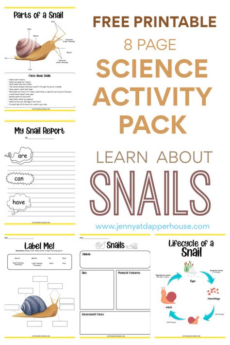 Snails Kindergarten Activities, Snail Activities For Kids, Snail Activities For Preschool, Snail Life Cycle, Snail And The Whale, Plant Activities, Steam Projects, Homeschooling Resources, Science Activity