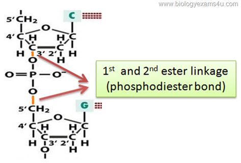 phosphodiester bond Keystone Species, Funny Test, 3d Printer Diy, Structure And Function, Cell Biology, 3dprinting Design, Dna Test, Biochemistry, Kids Design