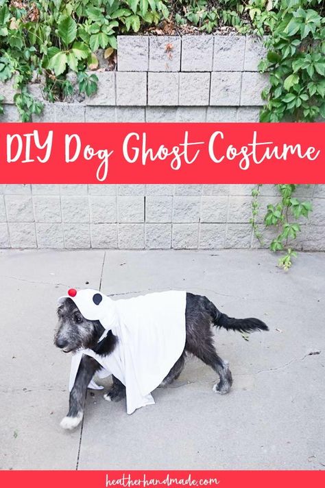 Learn how to make a DIY dog ghost costume with some white fabric and a white baseball cap. Depending on the nose it can even be a Zero ghost dog.

This is our first year having a dog at Halloween, and I was so excited to make him some simple dog costumes. My kids have all been ghosts so they begged me to make him a dog ghost costume.

I came up with a really simple way to make a DIY dog ghost costume. It’s a simple cape and a hat that looks like a dog ghost face. I used a red nose so it could lo Zero Dog Costume Diy, Zero Dog Costume, Zero Ghost Dog, Dog Ghost Costume, Zero Dog, Dog Ghost, Halloween Sewing Projects, Halloween Craft Projects, Halloween Sewing