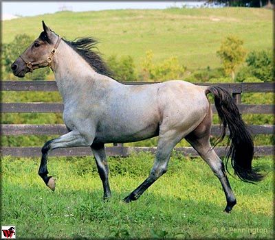 The Tennessee Walking Horse Tennessee Walker Horse, Horse Walking, Gaited Horses, Tennessee Walker, Tennessee Walking Horse, Walking Horse, Blue Roan, Horse Tips, Dressage Horses