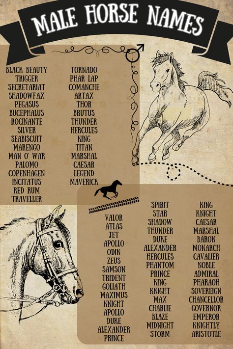 Choosing the perfect name for your male horse can be an exciting journey. From strong and sophisticated to cute and playful, the right name can capture your horse’s unique personality and charm.

Naming your horse is a personal and meaningful process that reflects your connection with them. Share your favorite names with us and tell us why they resonate with you! Fancy Male Names, Best Horse Names, King Pharaoh, Male Horse, Fjord Horse, Powerful Names, Bay Horse, Creative Names