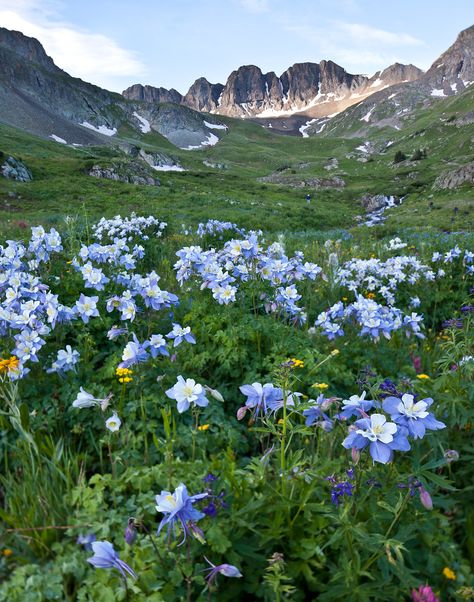 Colorful Wildflowers, Alpine Loop, Backpacking Camping, Colorado Adventures, San Juan Mountains, Colorado Vacation, Study Area, Hiking Backpacking, Colorado Hiking