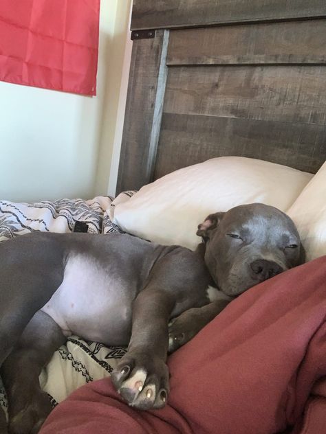 Blue nose pit bull puppies Pitbull Puppy Aesthetic, Pitbull Aesthetic, Pit Bull Puppies Blue, Blue Nose Pitbull Puppies, Pitbull Training, Puppy Aesthetic, Blue Pitbull, Pit Bull Puppies, Blue Nose Pitbull