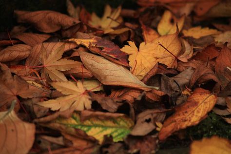 Autumn Leaf Litter Inktober Ideas, Leaf Litter, Forest Nymph, Local Photography, Autumn Leaf, Dexter, Art Class, Album Art, Art Classes