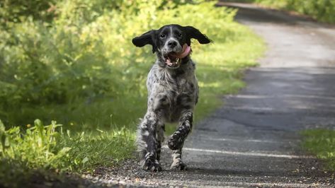 Top 20 Medium-Sized Dogs – Forbes Advisor Check more at https://maholicious.com/top-20-medium-sized-dogs-forbes-advisor/ Medium Sized Dogs Breeds, Smartest Dog Breeds, German Pinscher, American Foxhound, Best Treats For Dogs, Dog Cover, Bluetick Coonhound, American Staffordshire Terrier, English Springer Spaniel