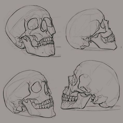 Skull Reference, Skull Sketch, Skeleton Drawings, Skulls Drawing, Skeleton Art, Skull Drawing, 인물 드로잉, Human Skull, Anatomy Drawing