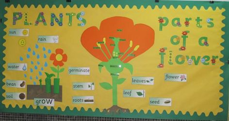 Parts of a plant classroom display photo from Almudena. Parts Of A Flower Bulletin Board, Year 3 Classroom Ideas, Flower Classroom, Plant Classroom, Classroom Display Boards, Plants Classroom, Plants Display, Science Display, Plant Display Ideas