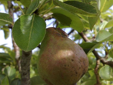 How to Start a Pear Tree From a Seed | Garden Guides...There are two main classifications for pear trees--Asian and European. The Asian pear has a texture very much like an apple, while the European pear is softer. Seed Garden, Espalier Fruit Trees, Gardening Indoors, Fall Container Gardens, Asian Pear, Grow Avocado, Homestead Life, Homesteading Ideas, Avocado Tree