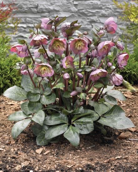 Hgtv Garden, Shade Garden Plants, Lenten Rose, Shade Flowers, Shade Perennials, Have Inspiration, Woodland Garden, Shade Plants, Flowers Perennials