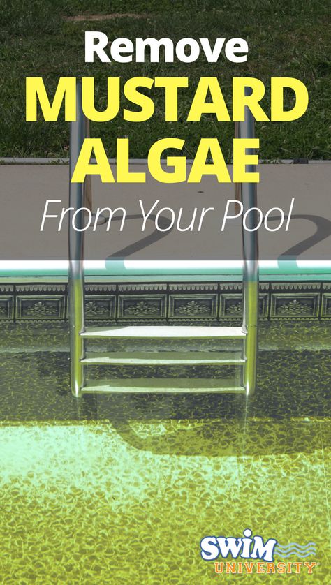 Mustard or yellow algae is a rare form of pool algae that is more common in warmer southern areas, but that doesn’t mean your pool won’t be infected. It’s important, that if you spot signs of mustard algae, to act quickly and get rid of it. Pool Algae How To Get Rid, Mustard Algae In Pool, Algae In Pool How To Get Rid Of, Above Ground Pool Vacuum, Pool Cleaning Tips, Pool Algae, 3rd Child, Cleaning Pool Filters, Easy Set Pools