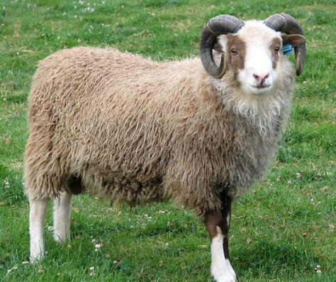 Shetland Sheep Sheep Species, Sheep Fursona, Sheep Photos, Black Faced Sheep, Scottish Animals, Shetland Sheep, Sheep Breeds, Counting Sheep, Horse Accessories