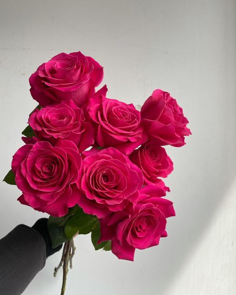 Fuschia Roses, Hot Pink Roses Aesthetic, Magenta Aesthetic, Magenta Flowers Bouquet, Fuchsia Flowers Aesthetic, Magenta Roses, Magenta Roses Bouquet, Dark Pink Roses, Rose Fushia