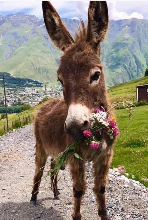 Deer People, Donkey Pics, Baby Donkeys, Farmer Life, Dogs Photos, Photos Animals, Baby Donkey, Cute Donkey, Dogs Lover