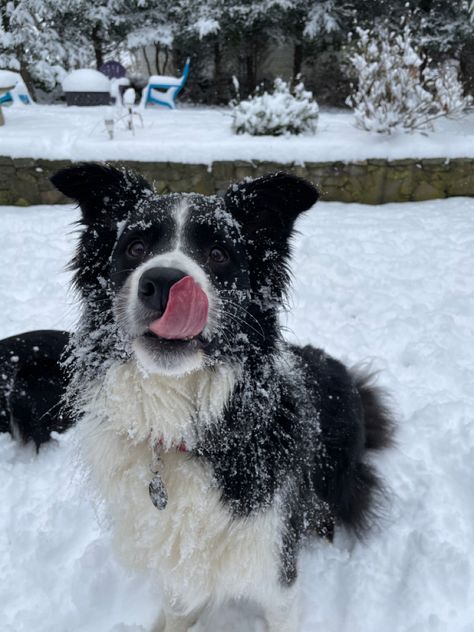 Border Collie Aesthetic, Black And White Border Collie, Dog Snow, Border Collie Dog, Pets 3, Silly Dogs, Pretty Animals, Border Collies, White Dog