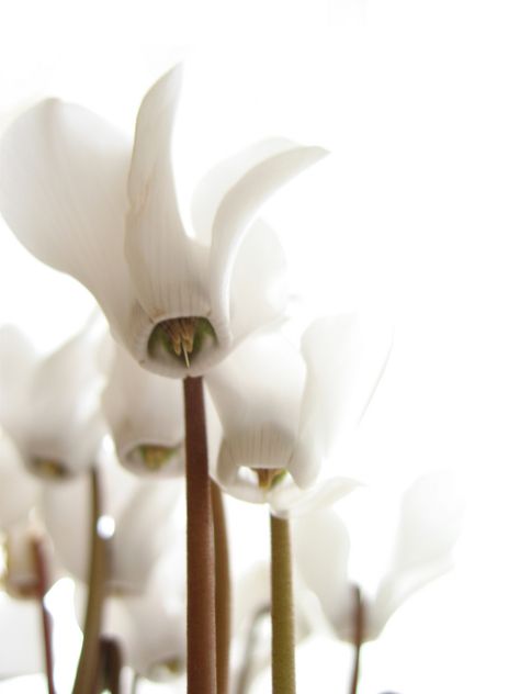 White Cyclamen, Small Garden, Botany, White Flowers, Orchids, Scents, Mood Board, Beautiful Flowers, White