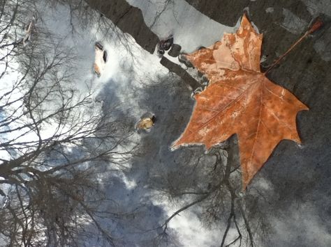 Reflection of leaf :) Sycamore Leaf, River Water, Netflix Free, Water Ripples, Nature Journal, Original Photo, Autumn Photography, Autumn Fall, Free Movies