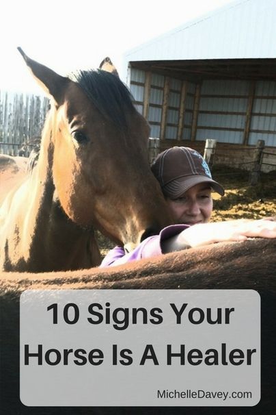 Senior Horse Care, Equine Bodywork, Fun Activites, Horse Healing, Horse Farm Ideas, Diy Horse Barn, Horse Behavior, Horse Lessons, Horse Exercises