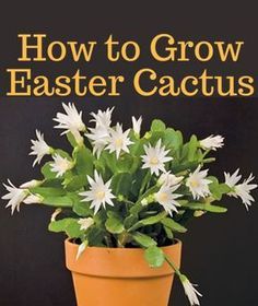 Christmas Cactus Propagation, Christmas Cactus Care, Cactus Bloom, Christmas Cactus Plant, Cactus House Plants, Easter Cactus, Thanksgiving Cactus, Holiday Cactus, Cactus Care