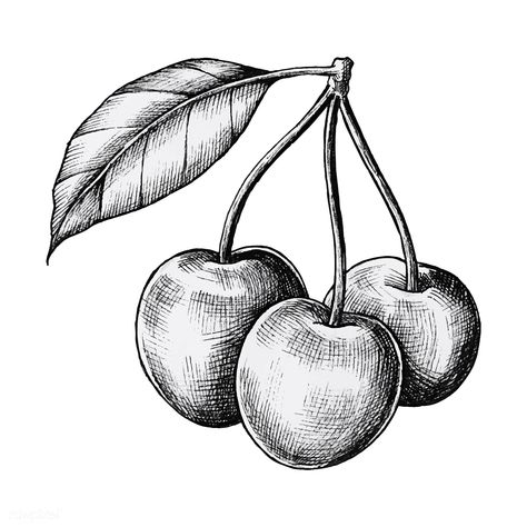 Hand drawn fresh cherries vector | premium image by rawpixel.com Hatching Drawing, Cherry Drawing, Fruit Sketch, Shading Drawing, Arte Doodle, Fruits Drawing, Pencil Shading, Free Hand Drawing, Pencil Drawings Easy