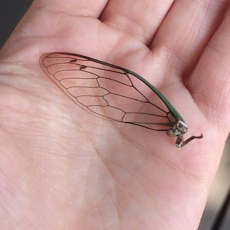 Cicada Hand Tattoo, Cicada Wing Tattoo, Bug Wing Tattoo, Bug Wings, Cicada Tattoo, Cicada Wings, Thumb Tattoos, Tattoo Concepts, Bug Tattoo