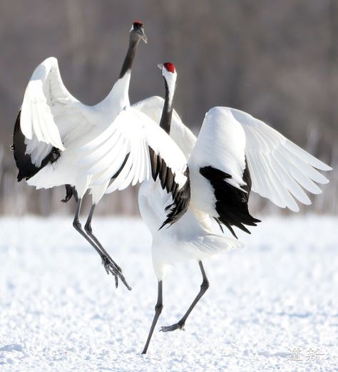 Crane Drawing, Crane Dance, Japanese Cranes, Red Crowned Crane, Snowy Field, Crane Fly, Heron Art, Southern Art, White Crane