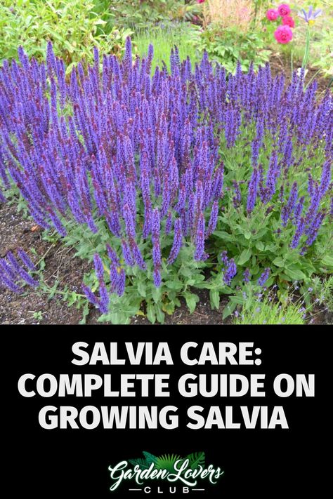 Salvia Plant Landscaping Ideas, Blue Salvia Landscaping, Meadow Sage Salvia, Purple Salvia Landscaping, Salvia May Night, Salvia Landscaping Front Yards, Pink Profusion Salvia, Perennial Salvia Plant, Purple Sage Plant