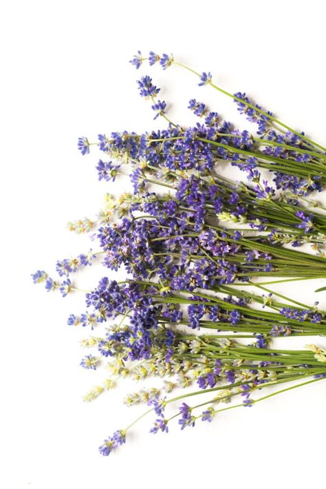 Dry Lavender, Gardening Design Diy, Lavender Leaves, Lavender Petals, Dehydrated Vegetables, Dried Rose Petals, Bountiful Harvest, Diy Body, Dark Places