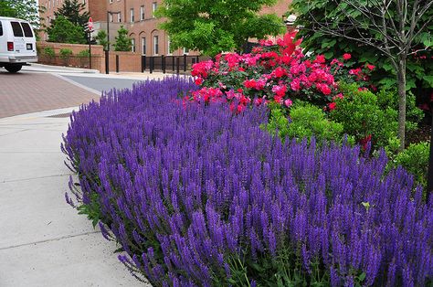 'May Night' Salvia and 'Knock Out' Rose | This planting on t… | Flickr May Night Salvia, Knockout Roses, Buy Plants Online, Front Landscaping, Bug Spray, Home Landscaping, Buy Plants, Flower Bed, Perennial Plants