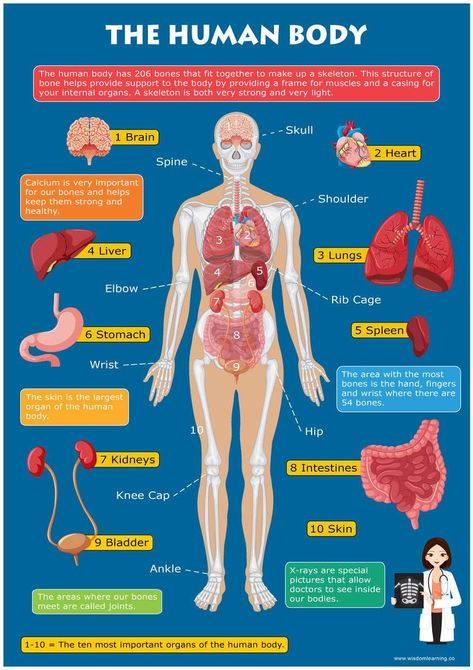 Human Anatomy Chart, Anatomy Education, Solar System For Kids, Body Bones, Learning Poster, Toddler Education, Human Body Anatomy, Human Body Parts, Visual Learning