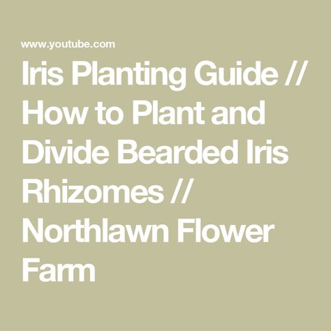 Iris Planting Guide // How to Plant and Divide Bearded Iris Rhizomes // Northlawn Flower Farm Planting Iris, Iris Rhizomes, Planting Guide, Root System, Bearded Iris, Flower Farm, Planting, Divider, Plants