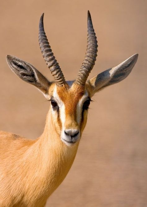 7 #Amazing Animal Adaptations for Life in the Desert ... Animals With Horns, Animal Makeup, Animal Adaptations, Desert Animals, African Wildlife, African Animals, Wildlife Animals, In The Desert, Animal Photo