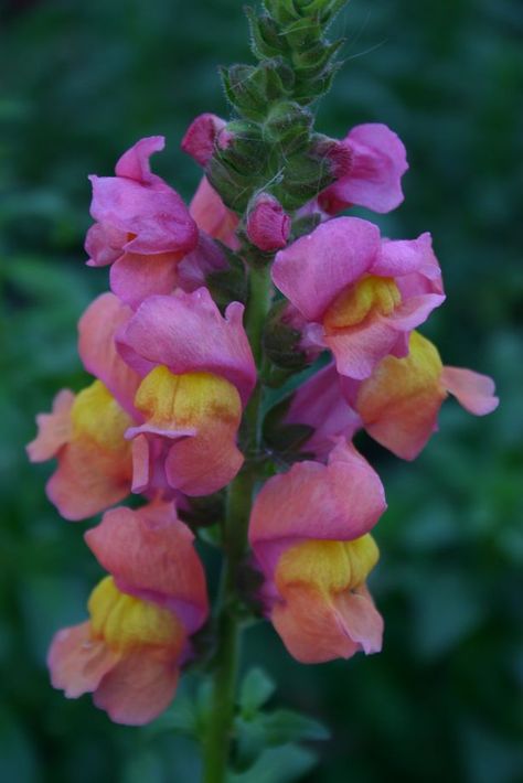 Snapdragons get their name from the shape of the flowers, which children love to squeeze to make the “dragon” open and close its mouth. These colorful annuals come in just about every shade and combination of pink, red, and yellow you can imagine. The mainstay of old-fashioned flower gardens, they play just as important a … Annual Flowers For Shade, Plants For Shady Areas, Shade Annuals, Deer Resistant Flowers, Snap Dragon, Snapdragon Flowers, Making Plant Pots, Meteor Garden 2018, Shade Flowers