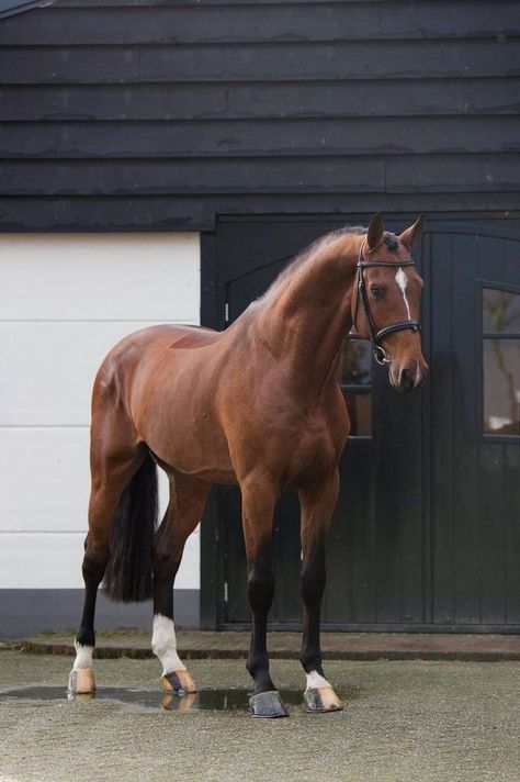 Farm Vet, I Love Horses, Horsey Life, Horse Riding Aesthetic, Cute Horse Pictures, Equestrian Aesthetic, Horse Inspiration, Love Horses, Black Barn