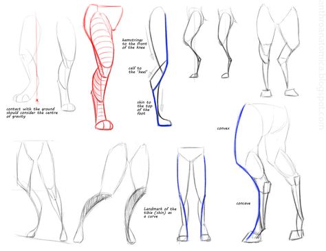 Anthro Anatomica: Anthro leg gestures Leg Reference, Drawing Legs, Anatomy Tutorial, Anatomy Drawing, Poses References, Figure Drawing Reference, Anatomy Reference, Anatomy Art, Art Tutorials Drawing