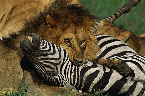 Male Lion making a kill. Feline Reference, Lion Vs Tiger, Tat Sleeve, Zebra Pictures, Shrek Memes, Lions Photos, Lion And Lioness, Animals Love, Cats Rule