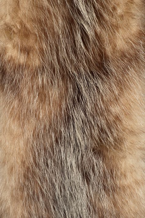 Fur Reference, Animal Fur Texture, Fur Aesthetic, Fur Pattern, Fur Design, Texture Download, Fur Texture, Fluffy Texture, Texture Photography