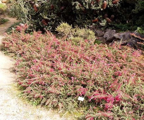 Grevillea 'Coastal Gem' 1' x 4', pink flowers winter to late spring, Full sun to light shade, hardy to frost, deer resistant, hummingbirds love it Grevillea Coastal Gem, Grevillea Lanigera, Descanso Gardens, Plant Palette, Evergreen Flowers, Flowers Winter, Patio Trees, Low Water Gardening, Full Sun Perennials