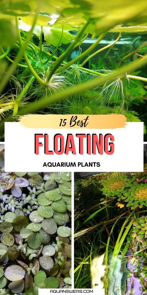 Fresh Water Aquariums Ideas, No Filter Aquarium, House Plants In Fish Tank, Aqua Scape, Aquascaping Plants, Water Terrarium, Plants For Beginners, Freshwater Plants, Aquarium Garden