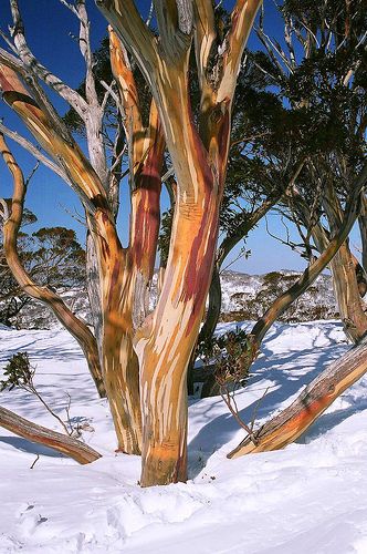 Snow Gum Tree, Australia | Flickr - Photo Sharing! Australian Landscapes, Weird Trees, Australia Landscape, Beautiful Australia, Gum Trees, Australian Trees, Love Knots, Australian Natives, Gum Tree