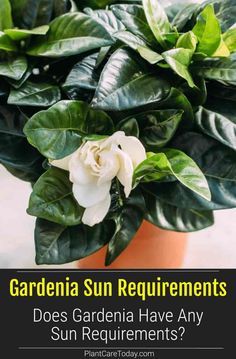 Gardenia Bush Landscaping, Gardenia Landscaping Ideas, Gardenia Plant Care, Gardina Flowers, Gardenia Fertilizer, Gardenia Florida, Gardenia Care, Gardenia Trees, Lawn Flowers