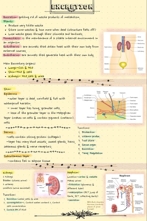 Leaving Cert Biology Notes, Leaving Cert Notes, Excretion Notes, Cosmetic Nursing, Hesi A2, Chemistry Between Two People, Leaving Cert, Biology Revision, Exam Revision