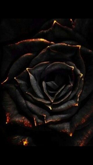 Bronze Aesthetic, Movies Wallpaper, Inspiration Tattoos, Black Roses, Belle Rose, Beautiful Rose Flowers, Deco Floral, Black Flowers, Rose Wallpaper