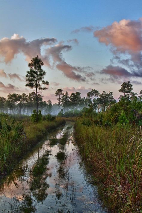 Florida Everglades Photography, Everglades National Park Photography, Florida Wildlife Photography, Florida Everglades Aesthetic, Everglades Tattoo, Everglades Aesthetic, Swamp Aesthetic, Florida Scenery, Florida Gothic