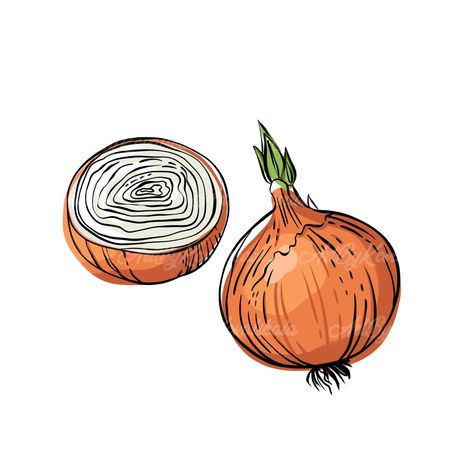 Onion Clipart, Onion Drawing, Sprinkles Art, Vegetable Drawing, Garden Tattoos, Food Drawings, Food Illustration Art, Scrapbook Materials, Food Drawing