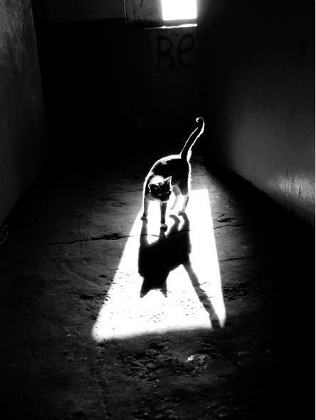 Mind-Bending Shadow Photos by Alexey Bednij - My Modern Metropolis Light And Shadow Photography, Shadow Shadow, Cat Shadow, Shadow Silhouette, Graduation Pics, Shadow Photography, Shadow Photos, Shadow Art, Photography Lighting