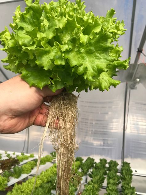 #morton1623 #hydroponic #hydroponics #urbanfarmig #basil #gardening #vermont #farming #chester #hydroponicgarden #romaine #agriculture #greenhouse #hydroponicfarming #vegetables #greenhouse #garden #lettuce #produce #farmtotable #fresh #food #shorts #eggs #trending #quail Garden Lettuce, Hydroponic Lettuce, Hydroponic Farming, Greenhouse Garden, Urban Farming, Hydroponics, Fresh Food, Vermont, Lettuce