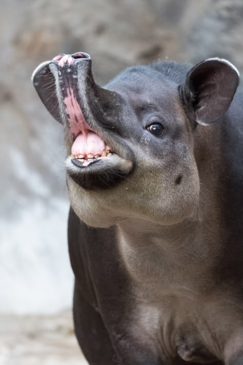 World Tapir Day on Twitter: "This Baird's tapir is demonstrating a Flehmen response to transfer of pheromones and other scents into the vomeronasal organ (AKA Jacobson's organ) above the roof of the mouth via a duct which exits just behind the front teeth. #WorldTapirDay… https://t.co/MyniCIWZFF" Malayan Tapir, References Animals, Forest Rain, Fursona Ideas, Akhal Teke Horses, Amazon Forest, Prehistoric Wildlife, Land Animals, Front Teeth