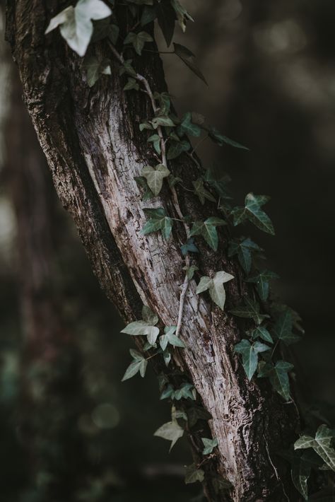 Creature Aesthetic, Ivy Tree, Forestcore Aesthetic, Fair Folk, Fantastic Fungi, Ivy Plant, Dark Tree, Gothic Garden, Holly Tree